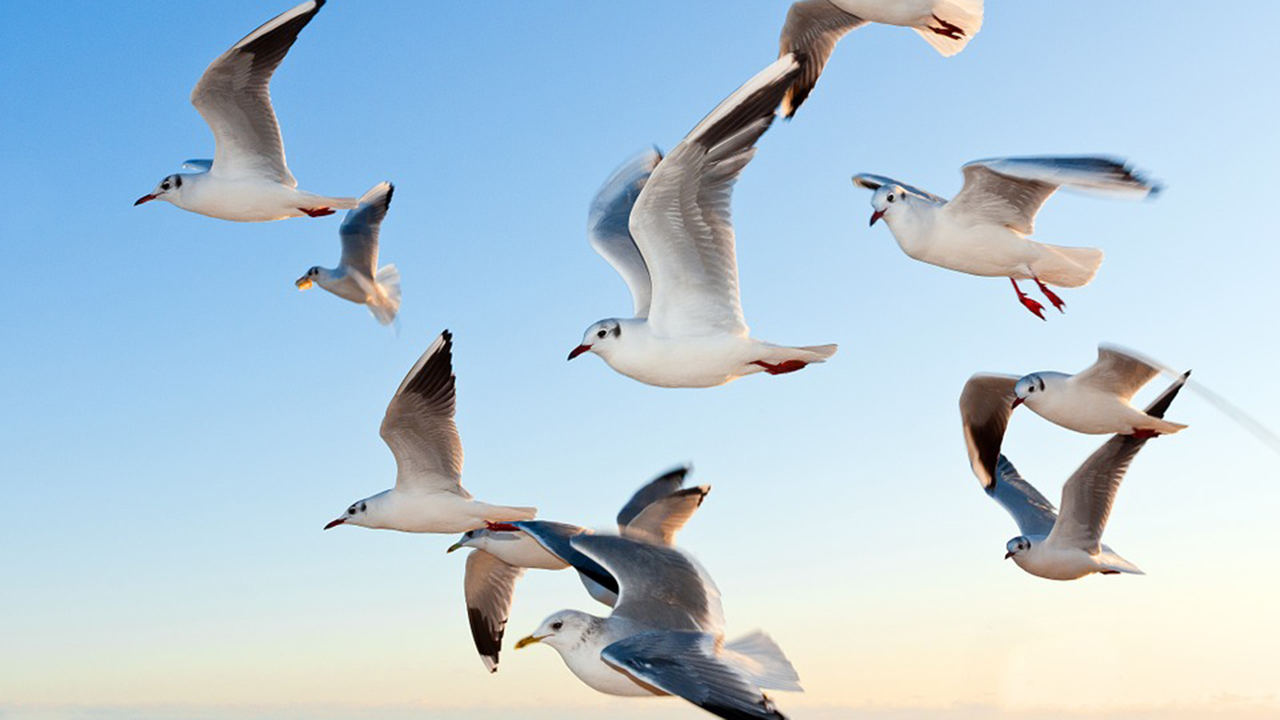gulls-370012_960_720