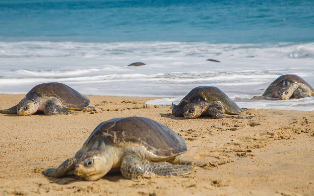 FILES-MEXICO-ANIMAL-ENVIRONMENT