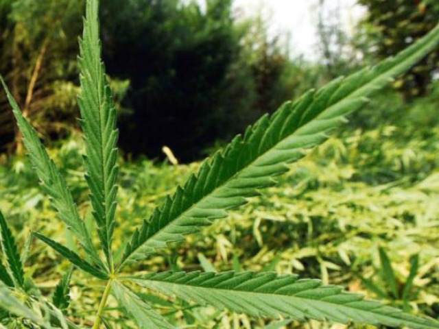 Cannabis. Photo 2OceansVibe