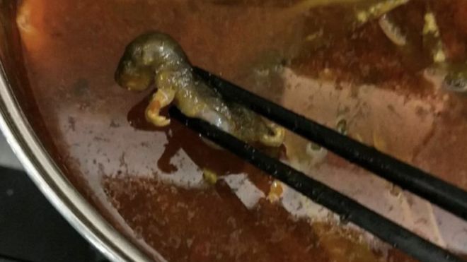 Dead rat in soup photo BBC