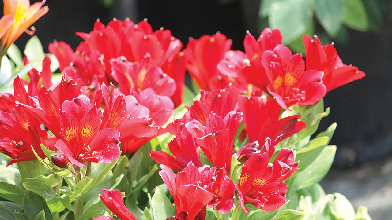 PPix7.–red-alstroemeria-inca-vito.