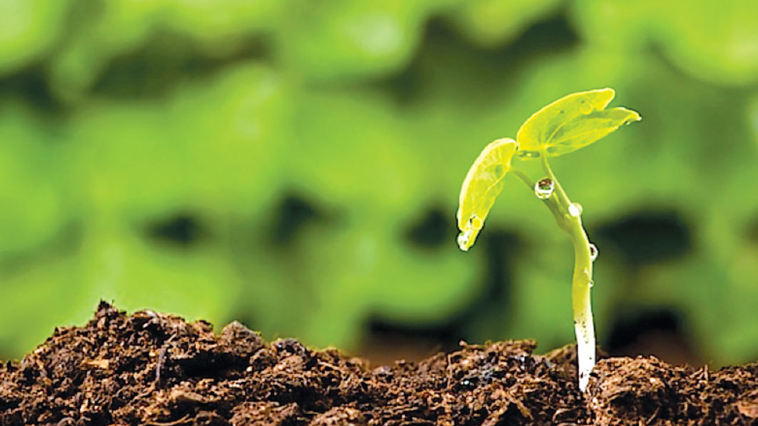 Heartsome