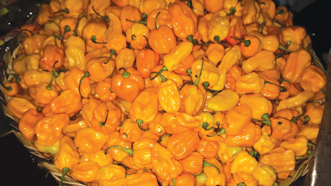 Nsukka-pepper