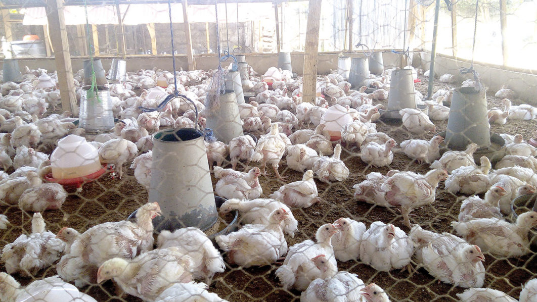 Chicken