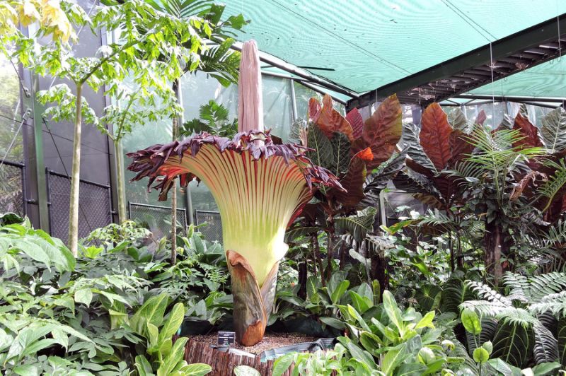 Corpse flower. Photo Yahoo