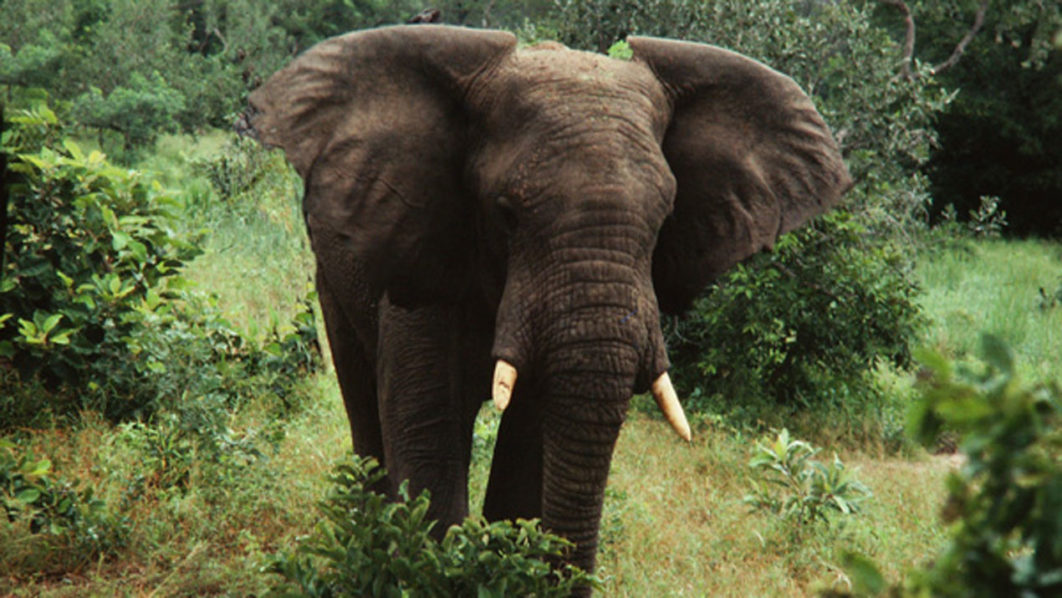 Elephant_Nigeria