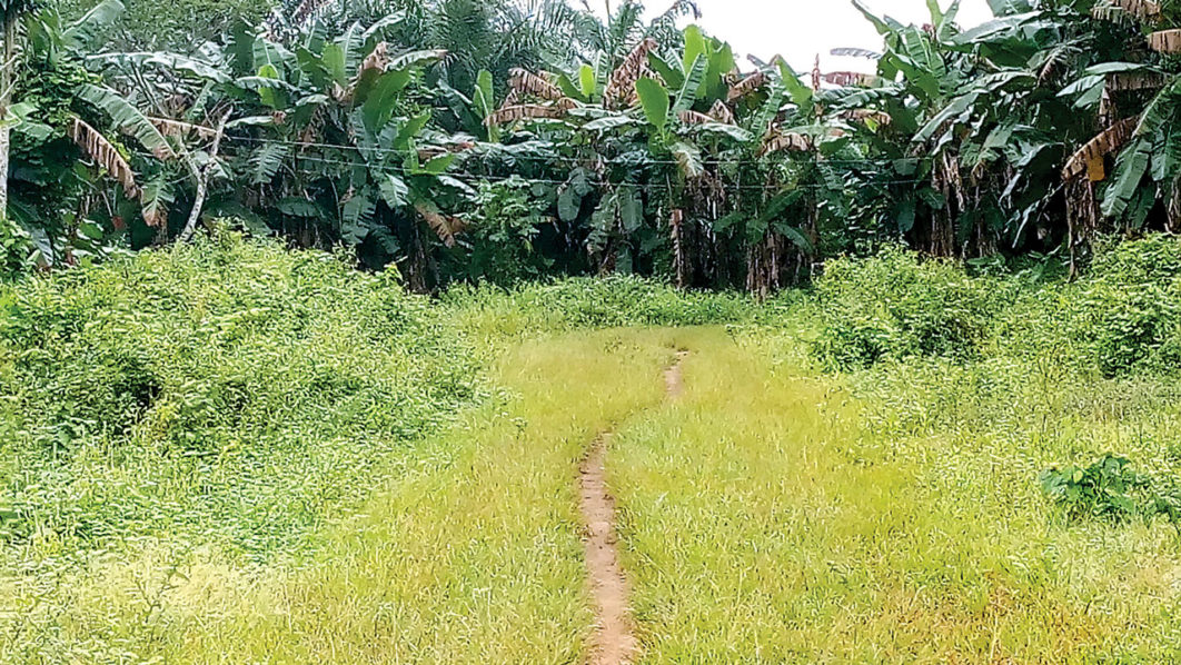 Farmland-cleared-for-superhighway