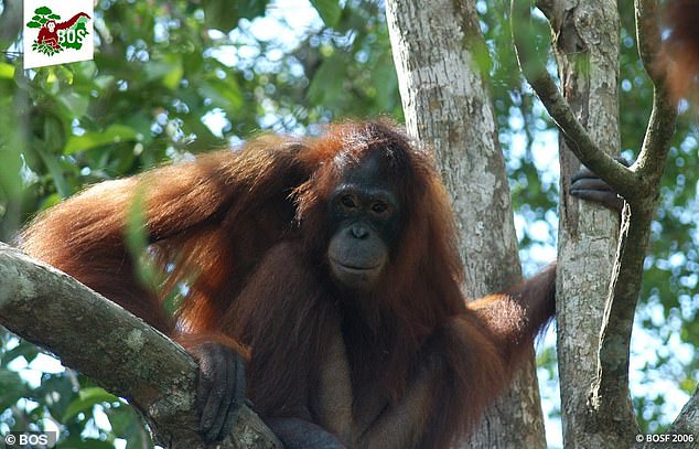 Pony the orangutan 1. Photo Daily Mail