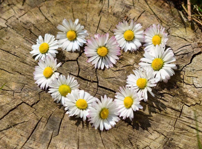 Daisy flower