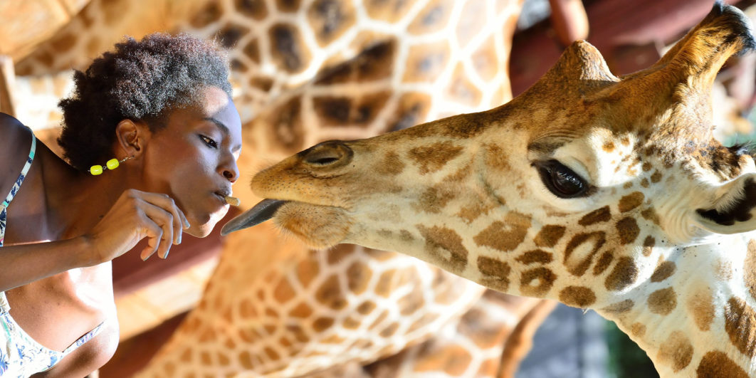 giraffe centre