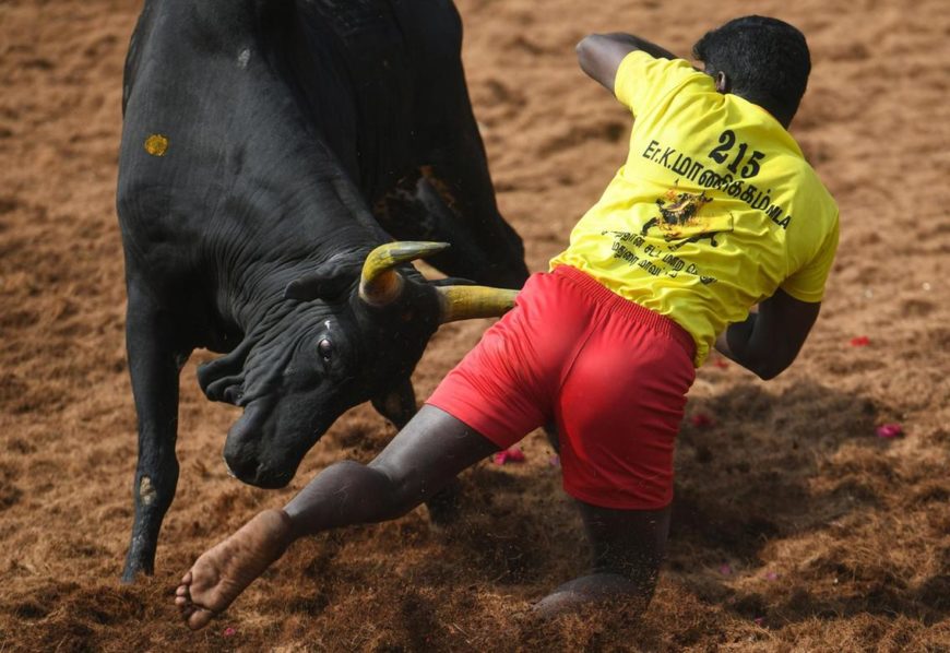 Jallikattu . Photo The National