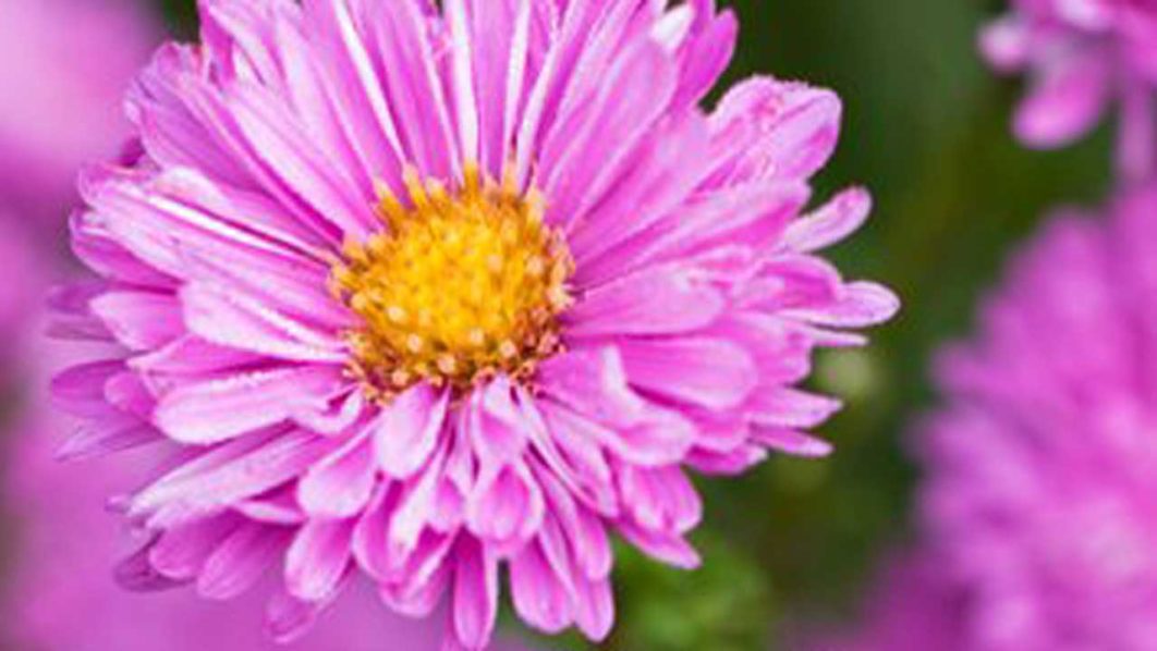 Pix10.–Astersymphyotrichum-novi-belgii-patricia-ballard-purple-pink-flower-double-flower-garden-design_11954