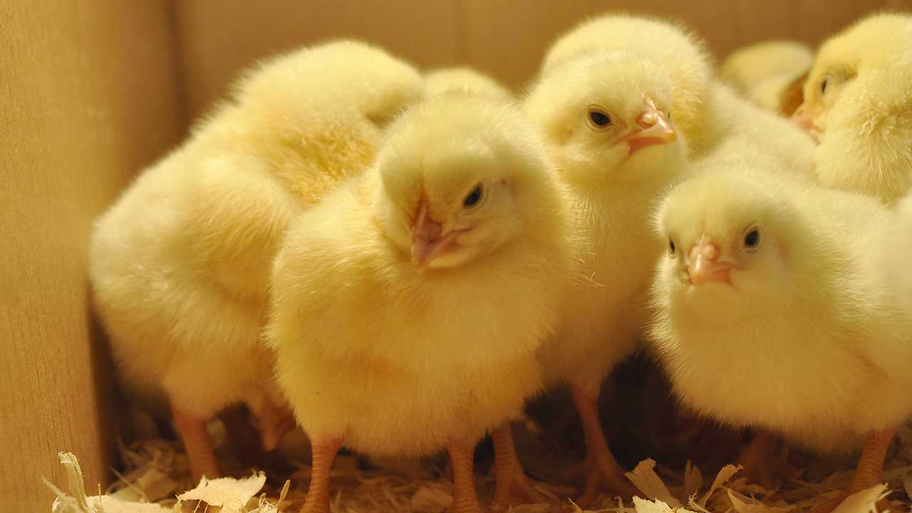 chicks