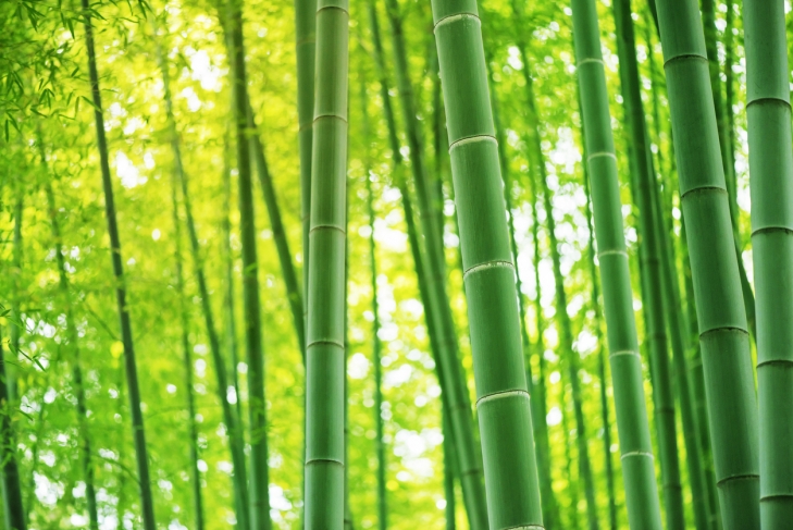 Bamboo forest
