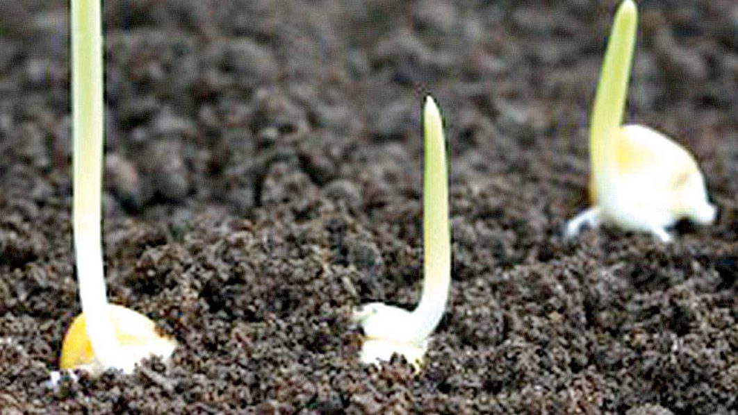 Pix10-corn-seeds-sprouting-in-fertile-garden-soil.