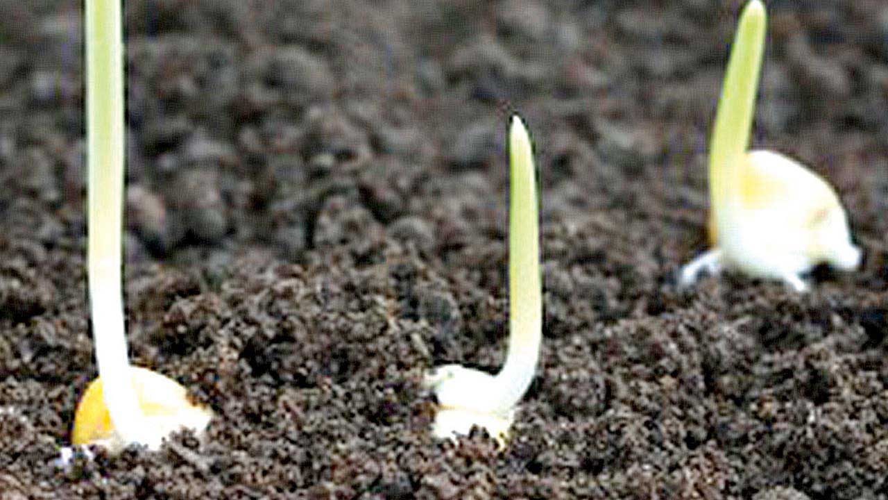 Pix10-corn-seeds-sprouting-in-fertile-garden-soil.
