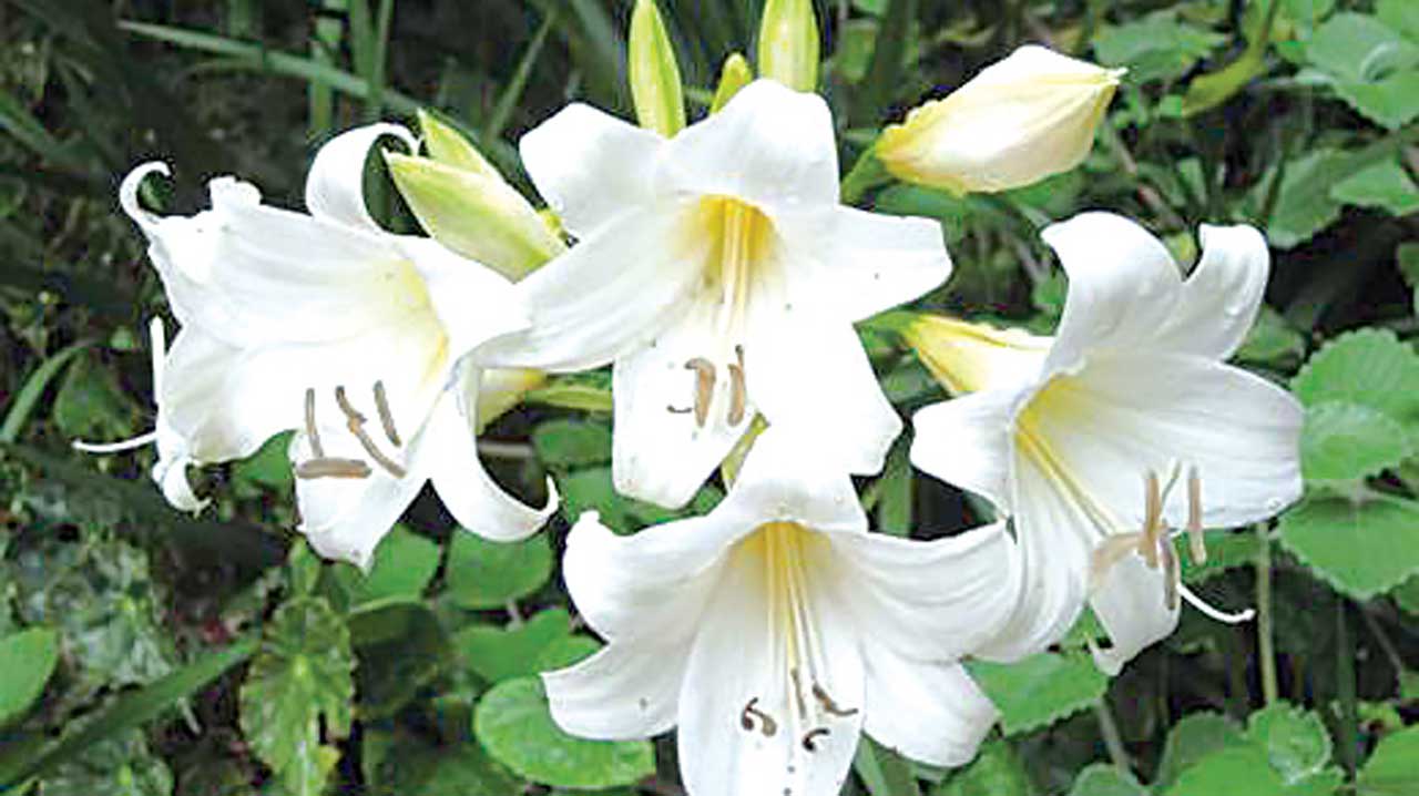 Pix10.–amaryllis-bella.lrg