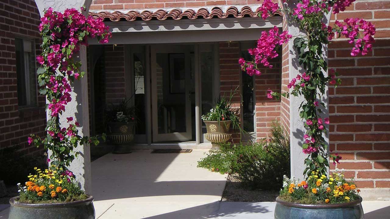 desert_potted_bougainvillea