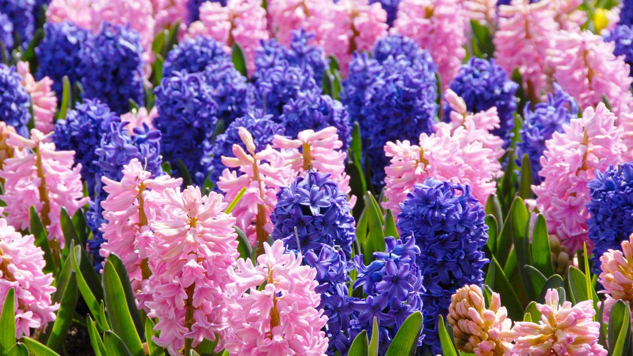 Hyacinths
