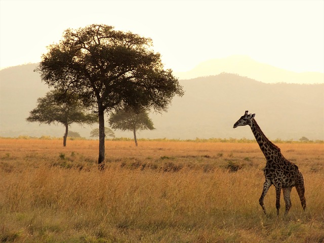 Africa, Photo; Pixabay