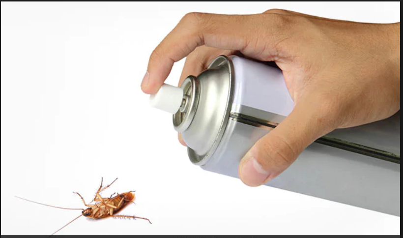 Cockroach Photo – iStockPhoto
