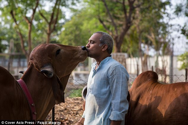 Cow kissing challenge