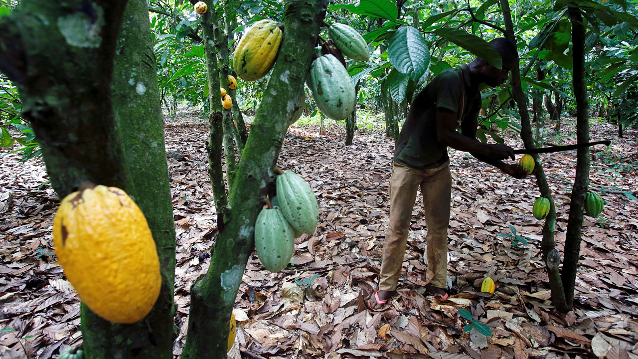 FILE PHOTO: A man cuts a cocoa pod from a tree on a plantation in Toumodi, Ivory Coast