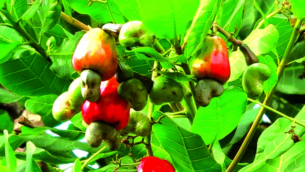 cashew-plant