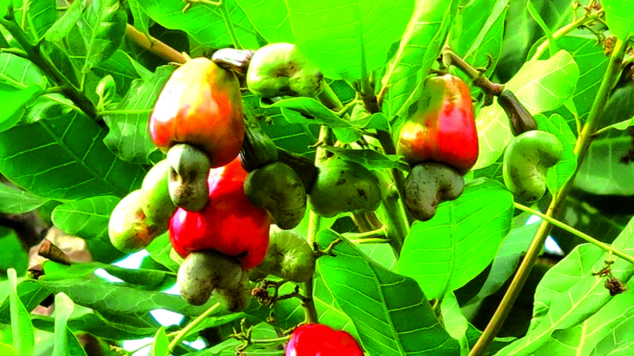 cashew-plant