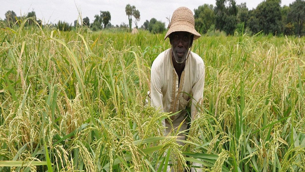 Rice-farm