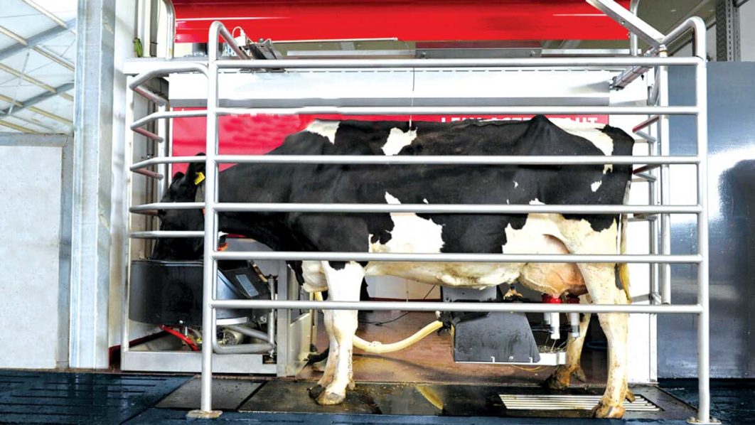 Mechanically-milked-cow-1