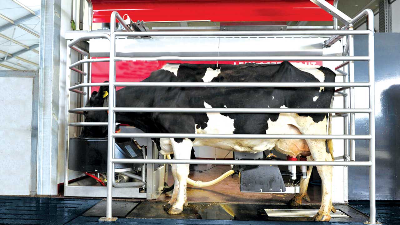 Mechanically-milked-cow-1