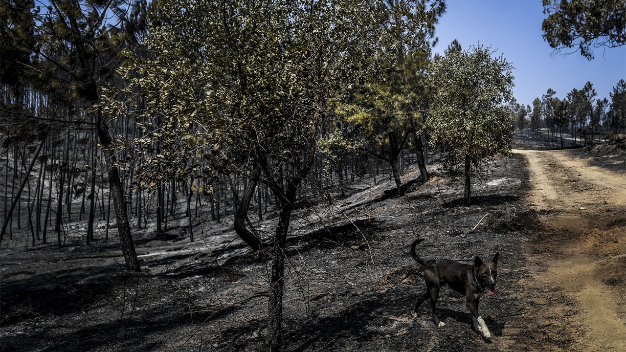 PORTUGAL-WILDFIRE