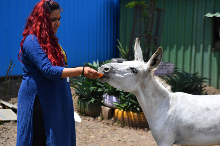 INDIA-ANIMAL-DONKEY-OFFBEAT