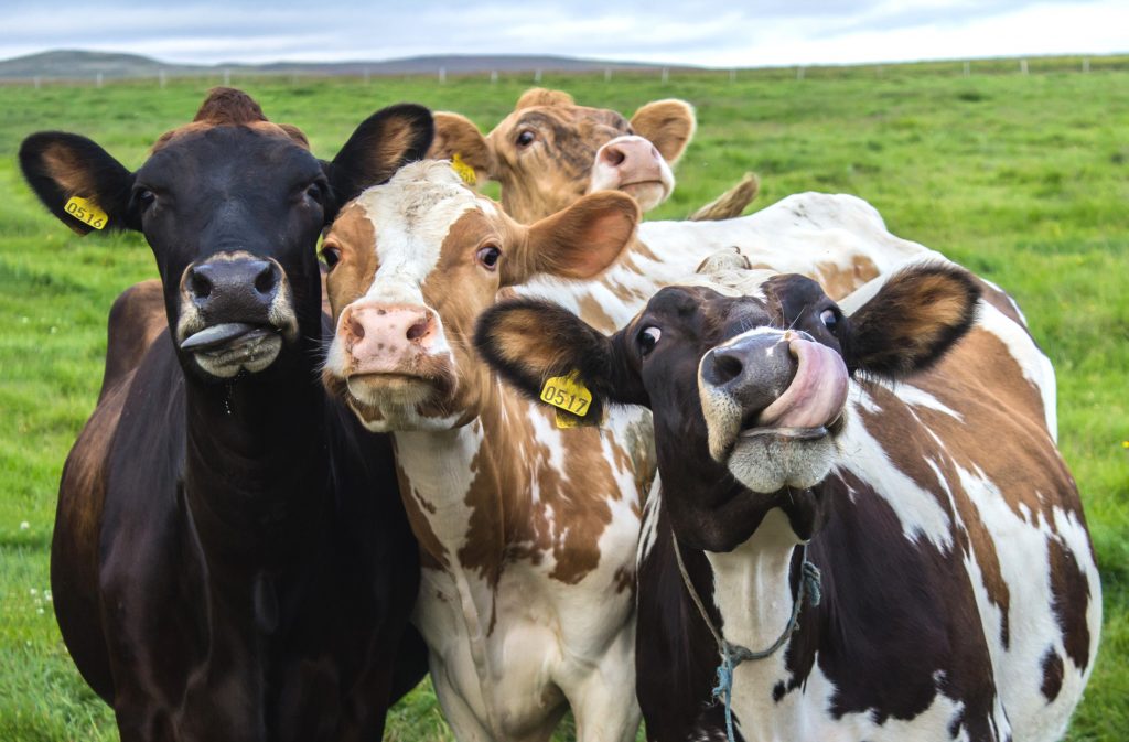 Cow Examples Seven Amazing Facts About Cows