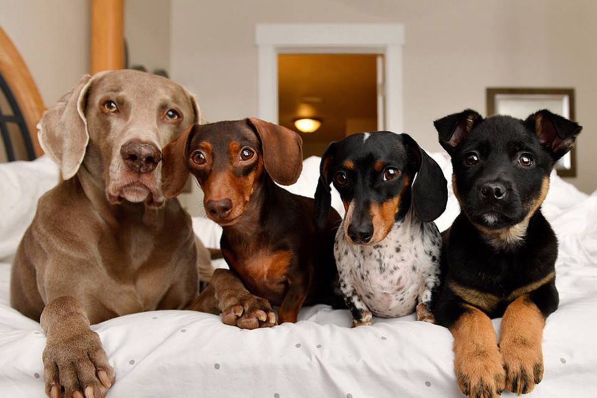 Dogs