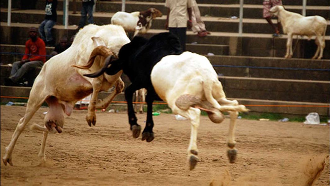 Ram-fight