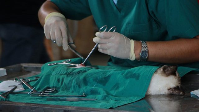 veterinary-doctors