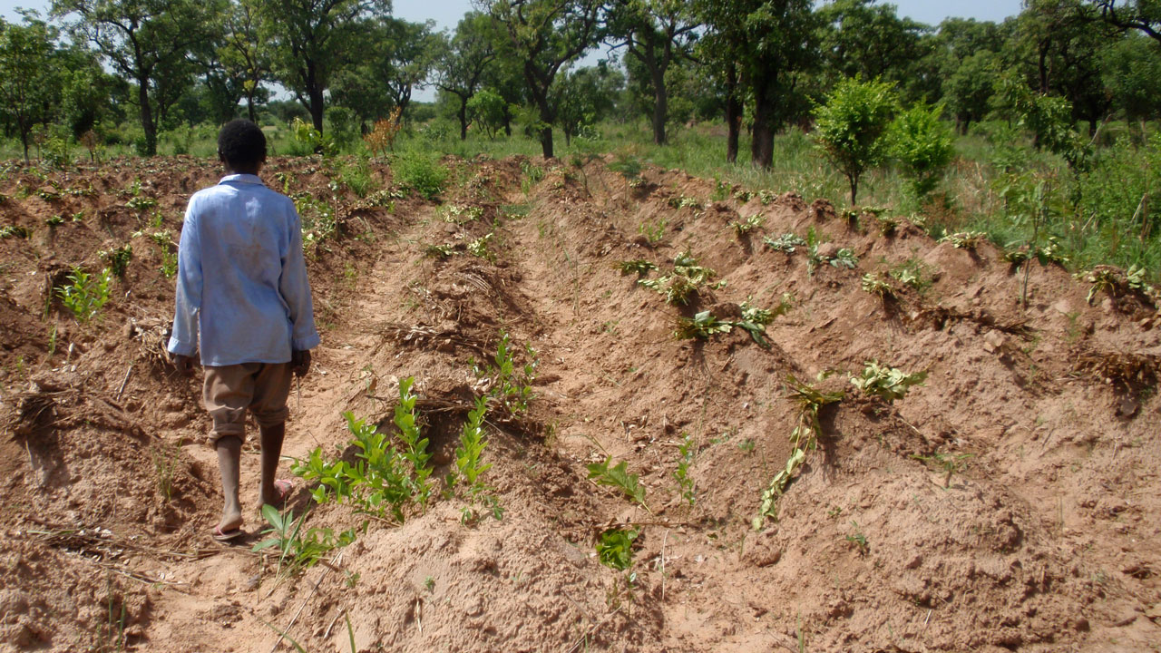 yam-field