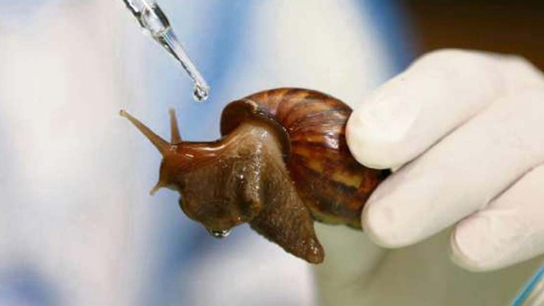 201908271504341598_This-sea-snail-compound-may-reduce-cancer-risk_SECVPF