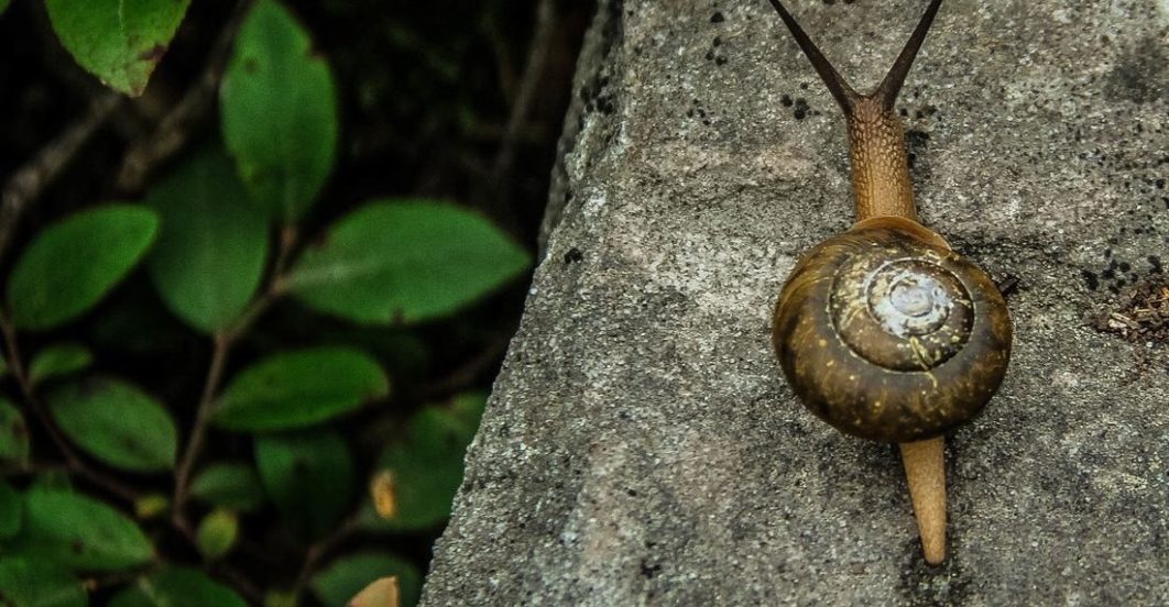 A snail. Photo luke brugger
