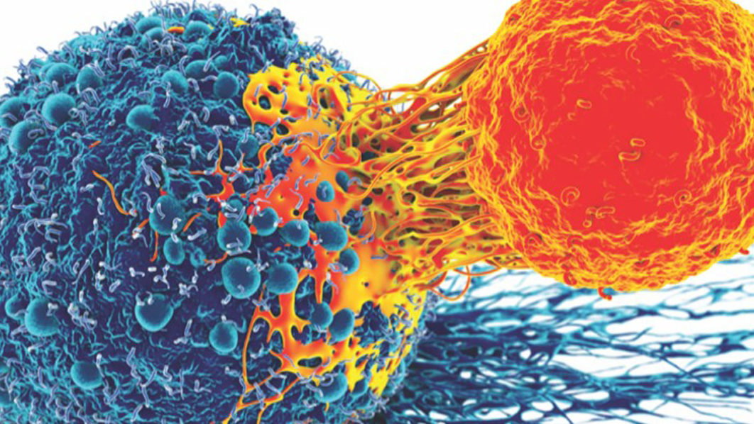 Cancer cell and T cell, illustration.