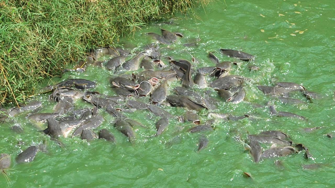 fish-photo