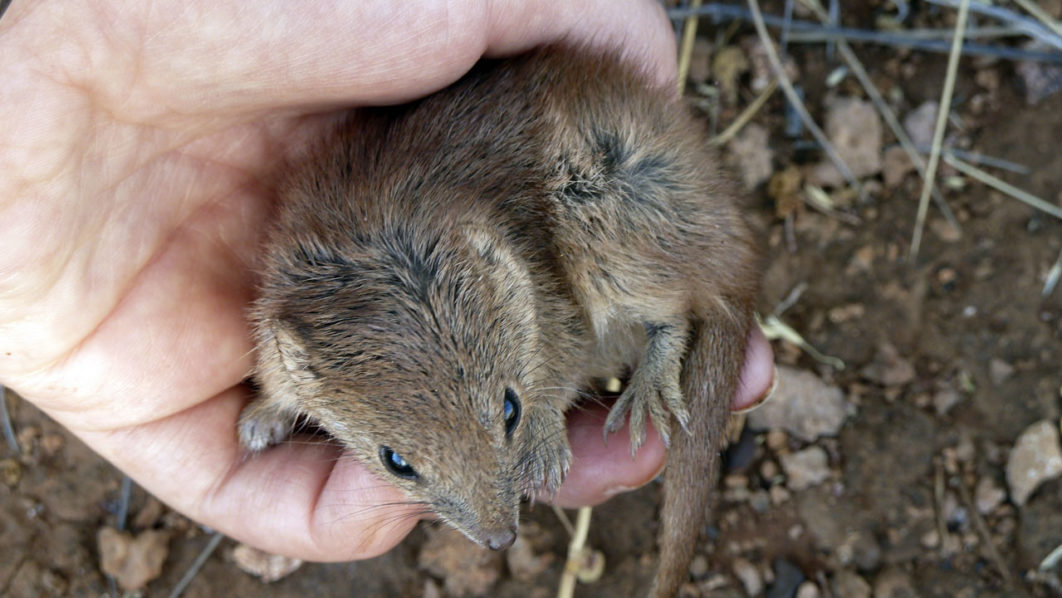 ANIMAL-AUSTRALIA-MARSUPIAL-KALUTA