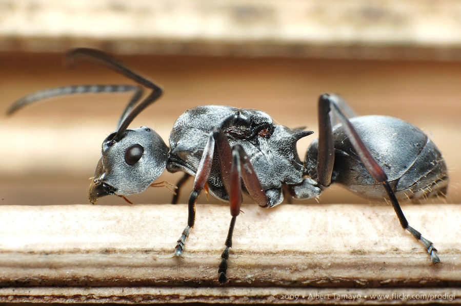 saharan ants