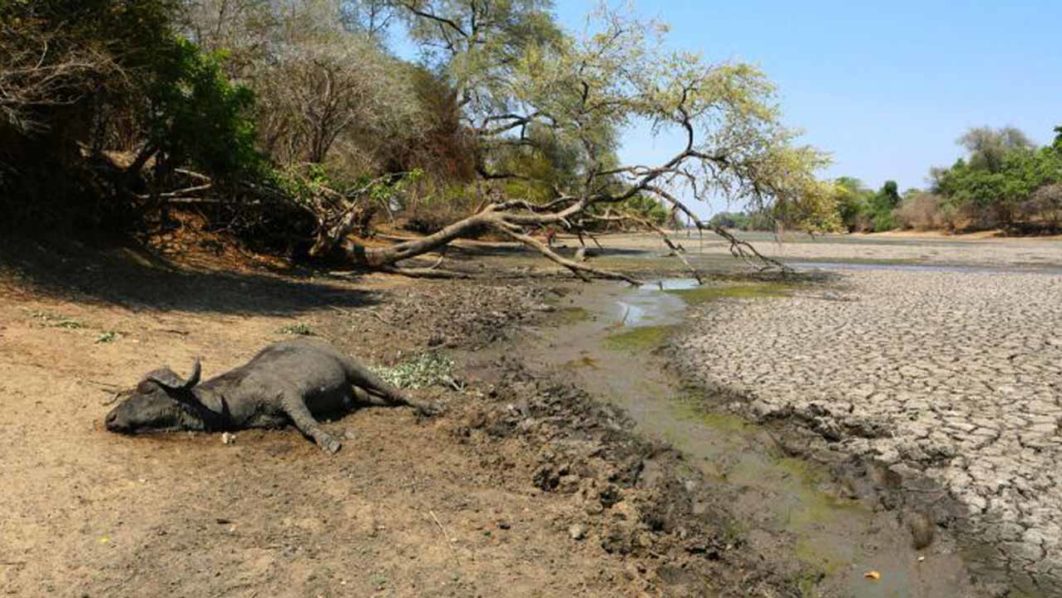 Drought-hit-Zimbabwe
