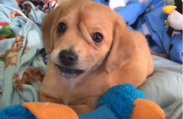 Puppy with two tails