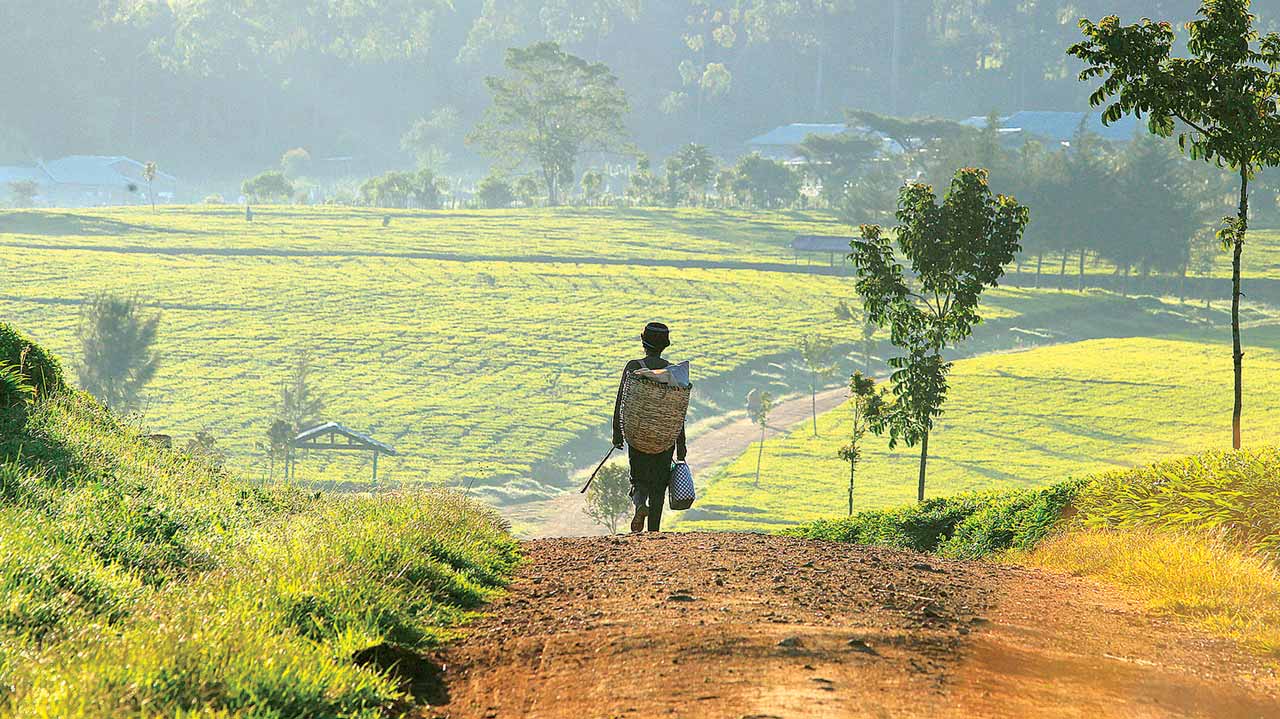 agric