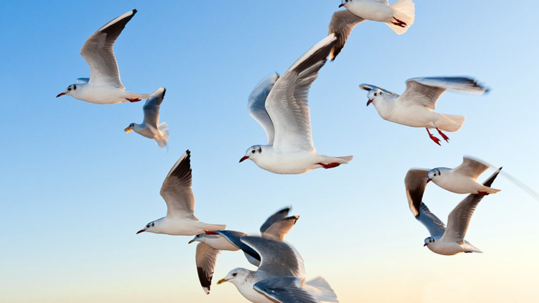 migratory birds