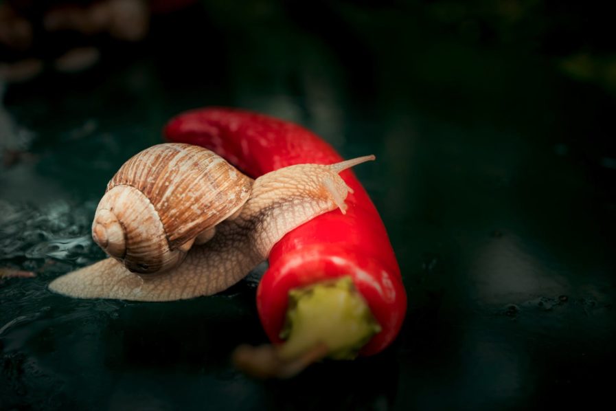 snail pic _ pexels